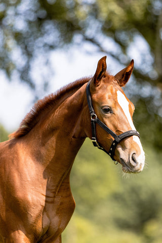 Eskadron Følgrime Sort