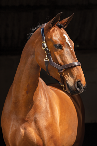 Rambo Micklem Grimma Brun