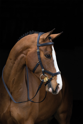 Rambo Micklem Bride Multi