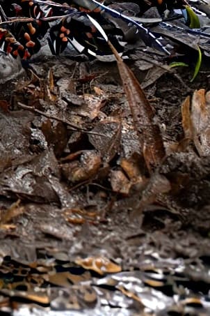 Ariat Belford Ridstövlar