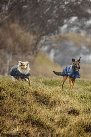 Back On Track Sunny Hundtäcke