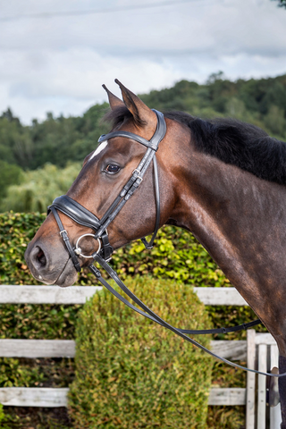 Dyón Dressyrträns Pullback New English