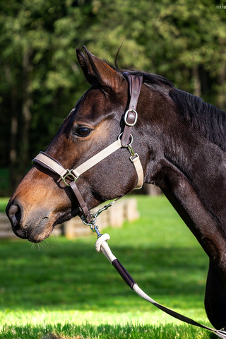 Dyón Grimma La Cense