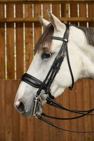 Dyón Kandar Bred Nosgrimma WO