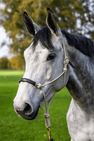 Dyón La Cence Repgrimma