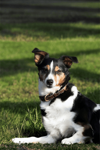 Dyón Square Raised Hundhalsband