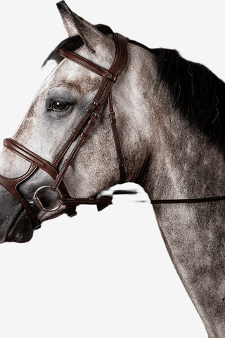 Dyón Träns Dubbel Nosgrimma New English