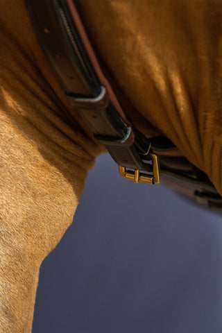 Halsrem För Martingal Dyon Collection Brun