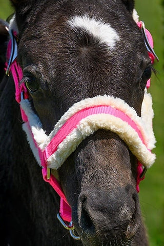 Globus Fölgrimma Med Teddy