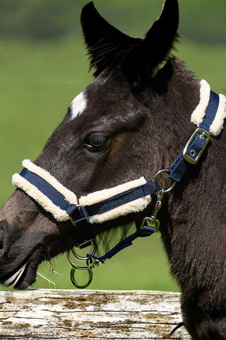 Globus Fölgrimma Med Teddy