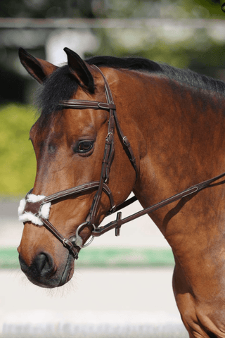 Ikonic Träns Mexikansk Nosgrimma