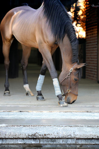 Incrediwear Equine Incrediwear Circulation Exercise Lindor