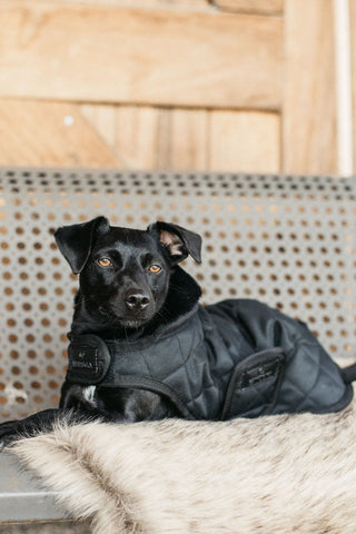 Couverture pour Chien Originale 160g