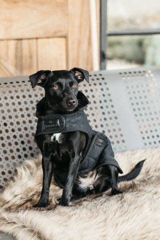 Couverture pour Chien Originale 160g