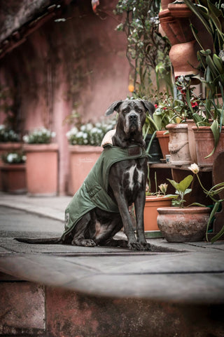 Kentucky Dogwear Hundtäcke Vattentätt