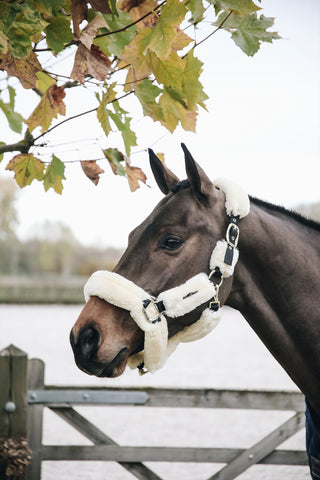 Licol en Peau de Mouton Marron