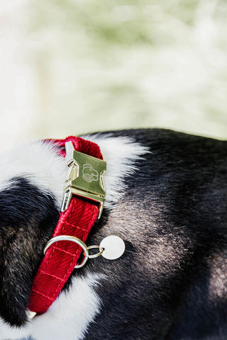 Corduroy Hondenhalsband