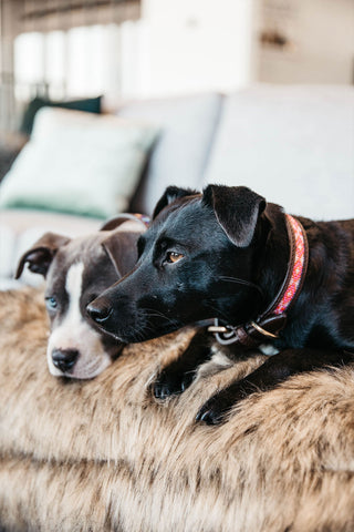 Parel Hondenhalsband