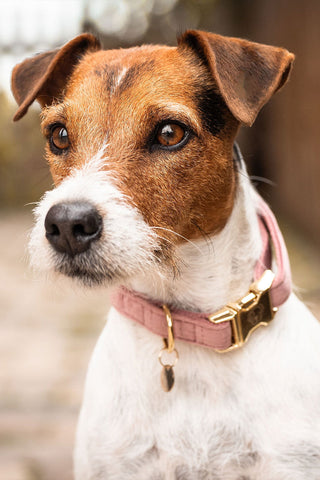 Velvet Hondenhalsband