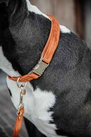 Velvet Hondenhalsband