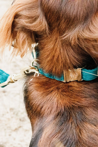 Velvet Hondenhalsband