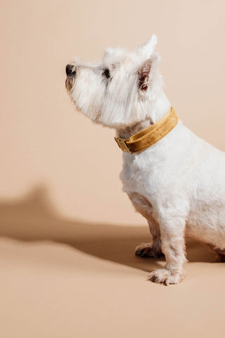 Velvet Hondenhalsband