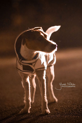 Odblaskowy płaszcz dla psa