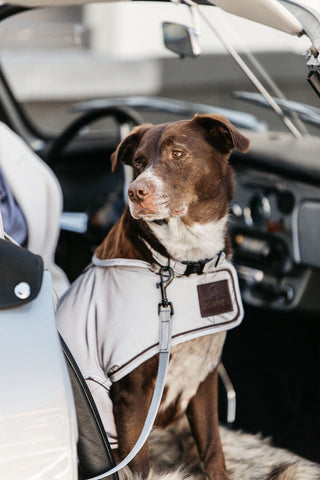 Odblaskowy płaszcz dla psa