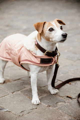 Wasserdichter Hundemantel