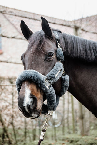 Kantar z Owczą Skórą Szary