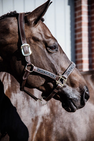 Skórzany kantar Pearls