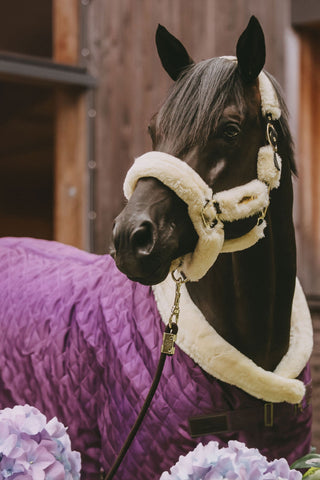 Show dækken 160g lilla