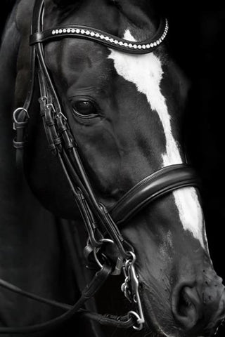 Lippo Kandar Delicato