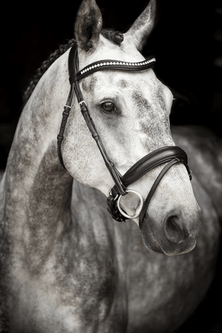 Lippo Träns Courbette