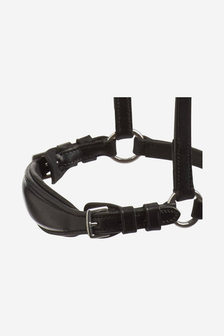 Schockemöhle Remontträns Seattle