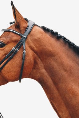 Schockemöhle Träns Stanford