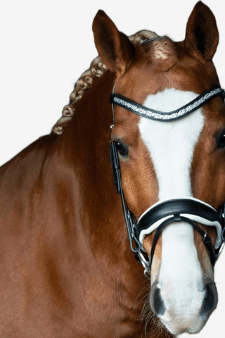 SD Design Danciero Träns