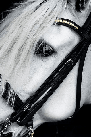 Utzon Equestrian Kandar London